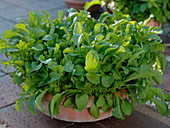 Rucola - Salat in Terracotta - Schale