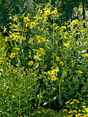 Helianthus microcephalus (Perennial Sunflower), Helenium (Sunflower)