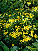 Helenium 'Kanaria' (Sunflower)