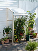 Selbstgebautes Schutzdach für Lycopersicon (Tomaten), Capsicum annuum