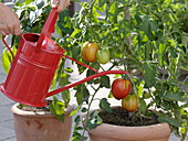 Gießen von Lycopersicon 'Ochsenherz' syn. 'Fourstar f1' (Tomate)