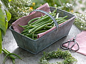 Metal basket with freshly harvested beans