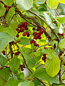 Vital berry 'Wu Wei Zi' (Schisandra chinensis)