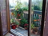 Balcony with Lycopersicon (tomato), Capsicum annuum (pepper), Phaseolus