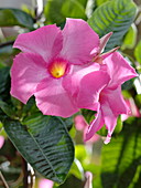 Mandevilla splendens (Dipladenie) mit großen rosa Blüten