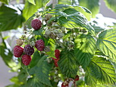 Rubus 'Sanibelle' (Himbeere)