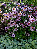 Echinacea purpurea (Roter Sonnenhut), Alchemilla (Frauenmantel)