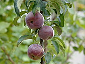 Malus Starline 'Blue Moon' (Column Apple)