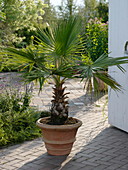 Washingtonia filifera (Washington-Palme)