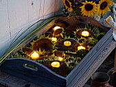 Heads of faded sunflowers as tea light holders