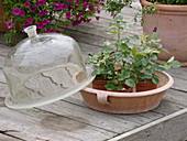 Rose cuttings in small pots, seed bell