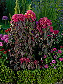 Amaranthus tricolor 'Illumination' syn. 'Get Up' (Fuchsschwanz)