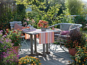 Late summer terrace with Zinnia (Zinnia), Pennisetum 'Rubrum'