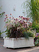Selbstgebauter Kasten mit Rädern bepflanzt mit Echinacea purpurea