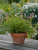 Origanum (oregano, Dost) in clay pot