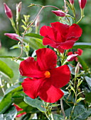 Mandevilla x amabilis (Dipladenie)