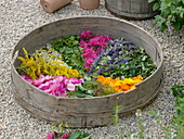 Trockensieb mit Blüten und Blättern von Tee- und Duftkräutern