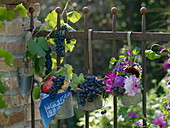 Weintrauben und Äpfel in Metall-Töpfen mit Aufhänger an Zaun