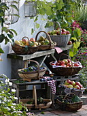 Körbe mit Äpfeln, Birnen, Weintrauben, Zwetschgen und Holunder