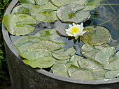 Bowl with Nymphaea tetragona 'Alba' (dwarf water lily)