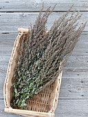Frisch geernteter Beifuß (Artemisia vulgaris)