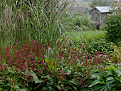 Polygonum amplexicaule 'Atropurpureum' (candle knotweed), Miscanthus