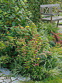 Hypericum androsaemum and inodorum (St. John's wort), Spiraea japonica