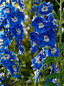 Delphinium elatum 'Royal Aspirations' (Rittersporn)