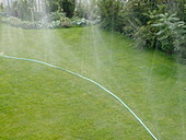 Irrigating lawn with spray hose