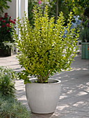 Ligustrum ovalifolium 'Aureum' (Gold-Liguster) im weißen Kübel