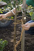 Planting an apple tree (6/7)