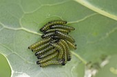 Caterpillars of large cabbage white butterfly (Pieris brassicae) under cabbage leaf