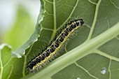 Caterpillar of the large cabbage white butterfly (Pieris brassicae) under cabbage leaves