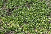 Feldsalat (Valerianella locusta)