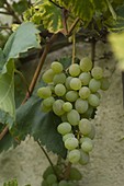 Weiße Weintraube 'Theresa' (Vitis vinifera)