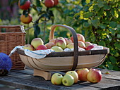 Englischer Spankorb gefüllt mit Äpfeln und Sommerblumen