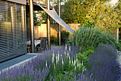 Terrassenbeet mit Lavendel (Lavandula), Veronica (Ehrenpreis)