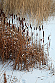 Typha laxmannii (Rohrkolben) an zugeschneitem Teich