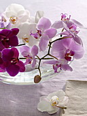 Orchids in glass bowl as table decoration