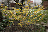 Hamamelis mollis (Zaubernuss) im Frühlingsgarten