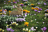 Osterhase zwischen Crocus (krokussen) und Galanthus (Schneeglöckchen) auf der Wiese