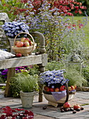 Decoration at the bench with autumn asters, grasses and apples