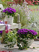 Decoration on bench with autumn asters, grasses and apples