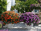 Solitaire of busy lilies in orange and purple on the terrace