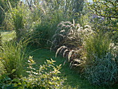 Grassy field on the lawn path