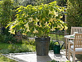 Gelbe Datura syn. Brugmansia aurea (Engelstrompete) auf der Terrasse