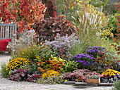 Colorful autumnal bed on the terrace with oak leaf hydrangea