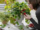 Erdbeerpflanze mit Früchten im weißem Topf mit Fuß