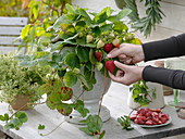 Ernte von Erdbeeren aus weißem Topf mit Fuß