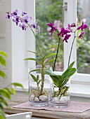 Orchids in glass vases with stones in front of the windowsill
